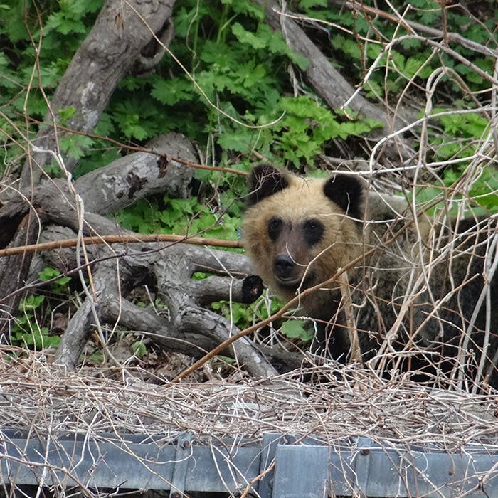 【募集開始】<br>HLC北海道<br>ヒグマについて考える一日<br>5月22日開催